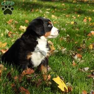 jasper, Bernese Mountain Dog Puppy